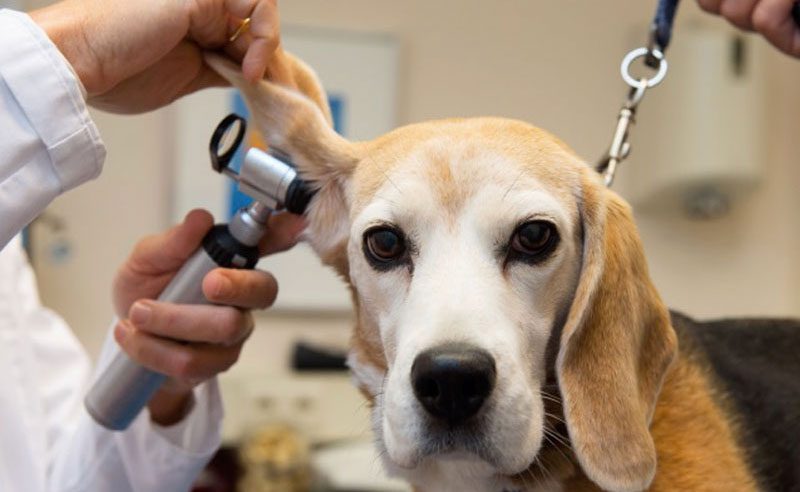 dog at vets